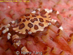 Cucumber Harlequin Crab.
Xiao Liu Qiu,TAIWAN. 2008/1/19 ... by Harry Yang 